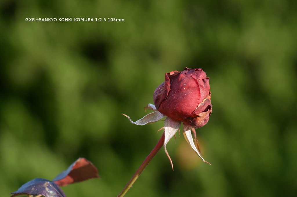 植物園の花054