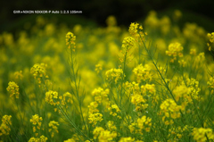 植物園の花076