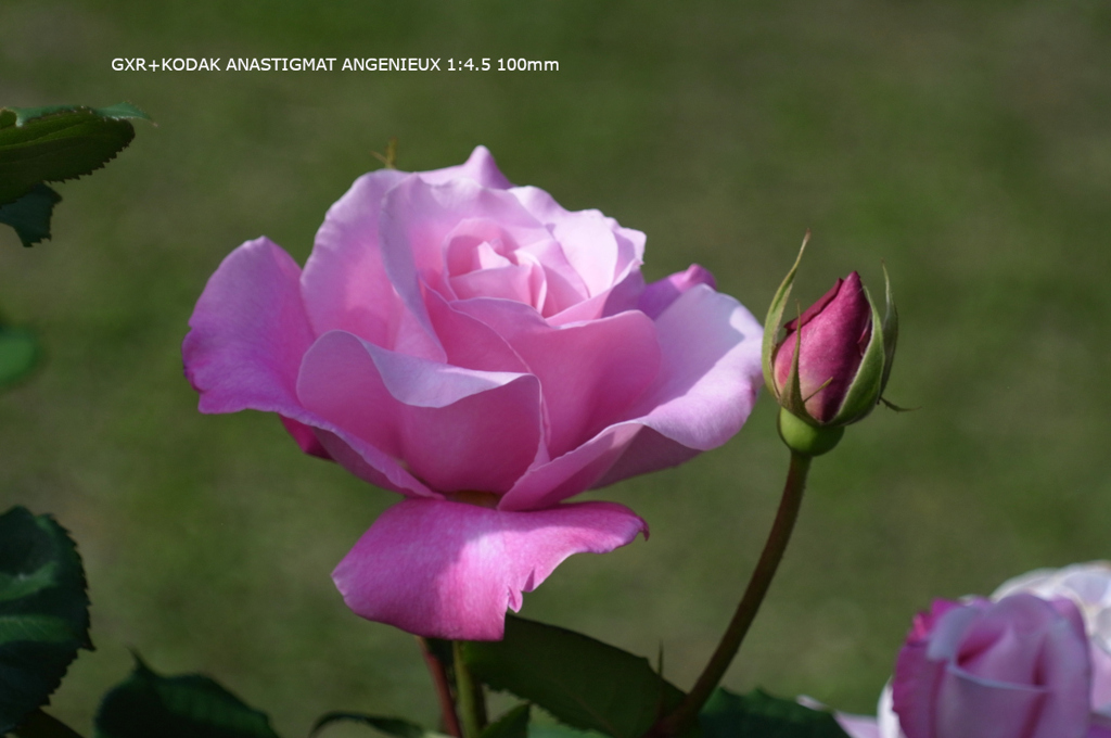 植物園の花085