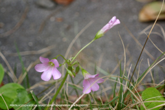 近くの公園の花030