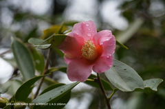 植物園の花063