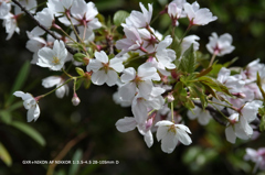 近くの公園の花011