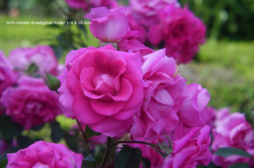 植物園の花091