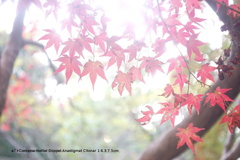 植物園006