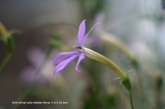 家の花099