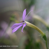 家の花099