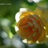 植物園の花104