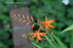 家の花088