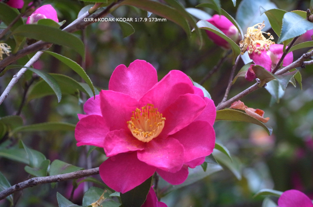 近くの公園の花003
