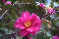 近くの公園の花003
