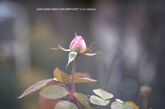 植物園の花048