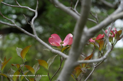 植物園の花069