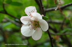 植物園の花070