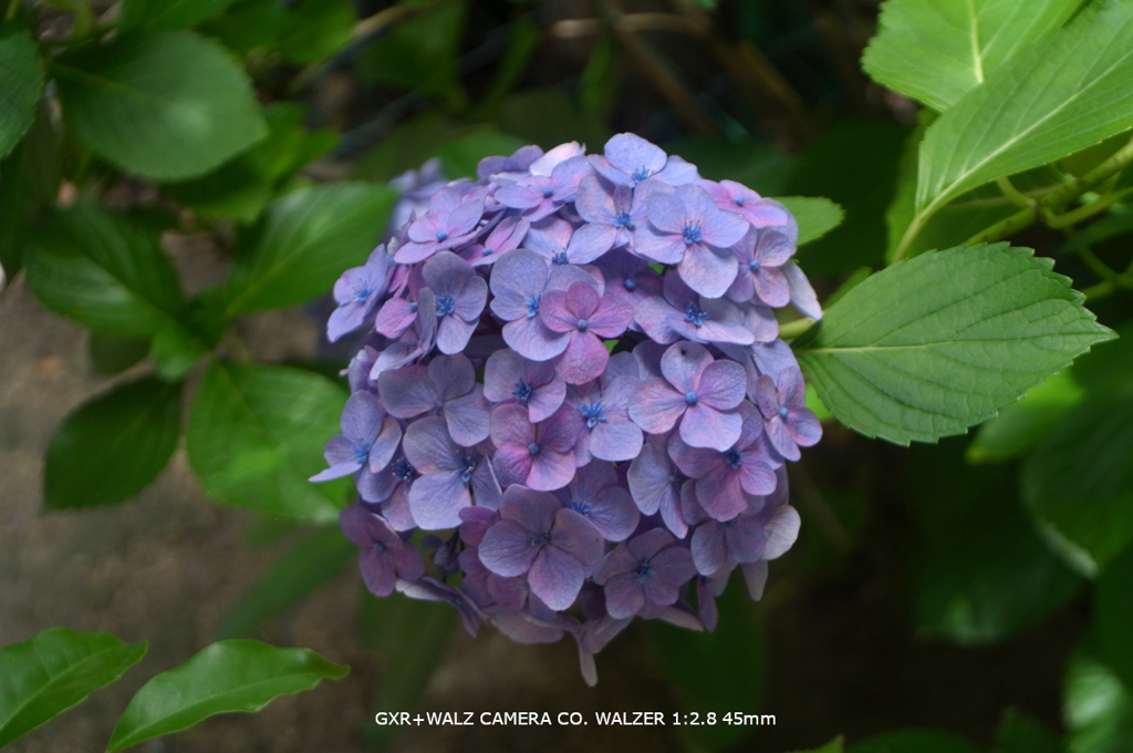 近くの公園の花038