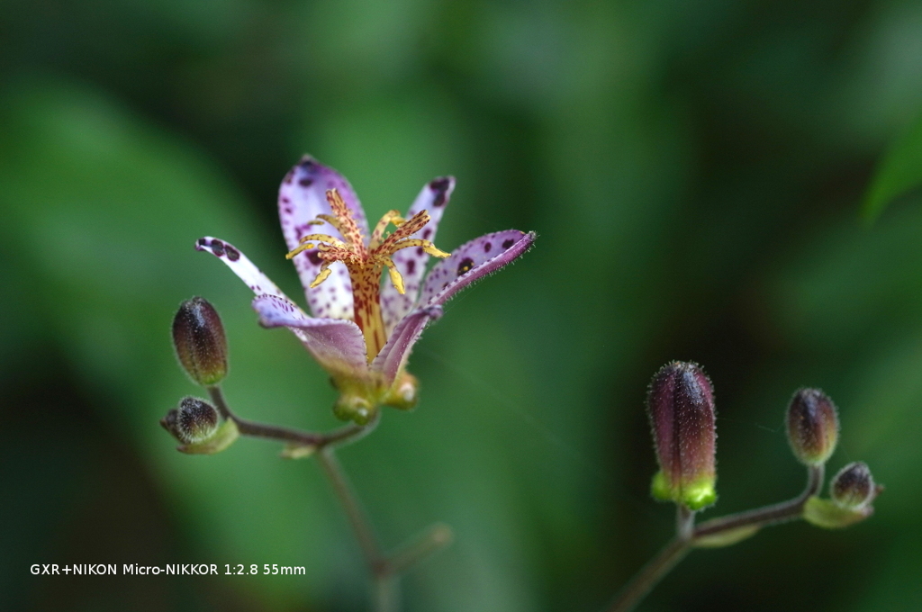 植物園の花022