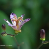 植物園の花022