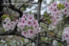 近くの公園の花016