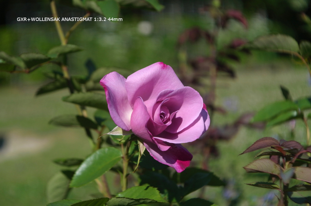 植物園の花125