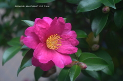 近くの公園の花001