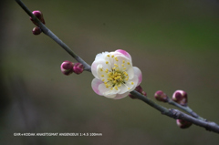 植物園の花055