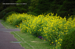 植物園の花075