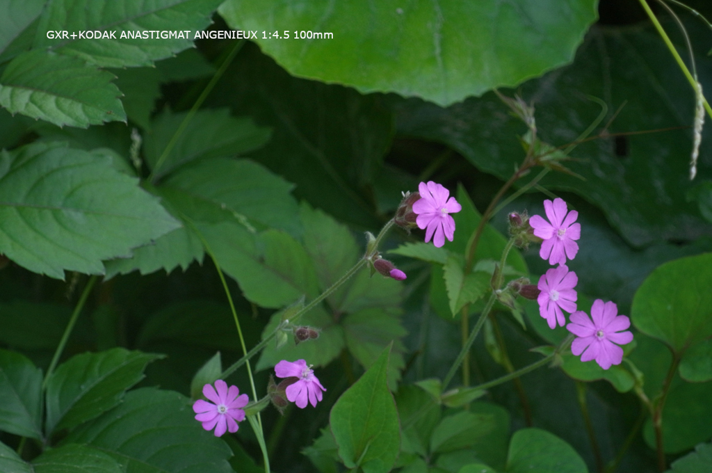 植物園の花083