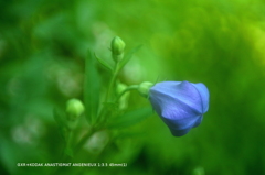 植物園の花006