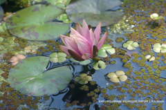 植物園の花120