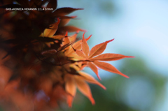 植物園の花109