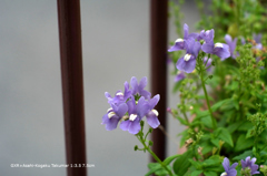 家の花086