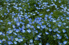 植物園の花077