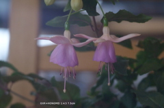 家の花013