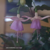家の花013
