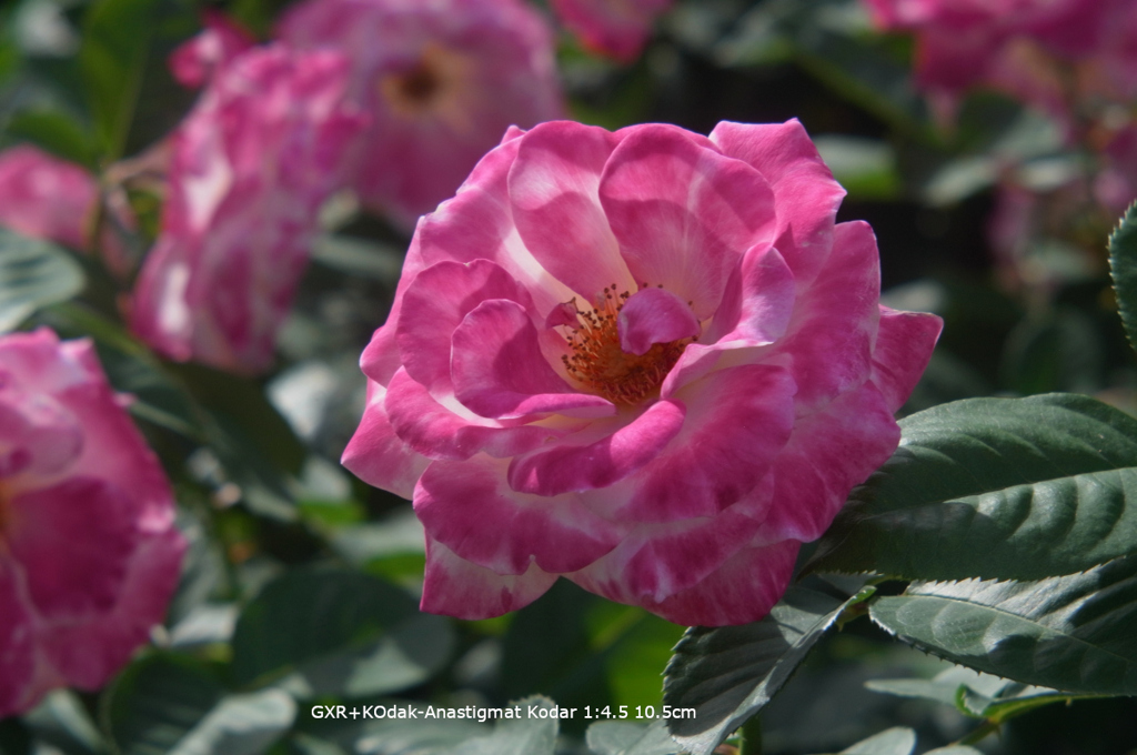 植物園の花092