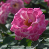 植物園の花092