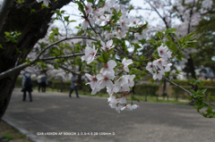 近くの公園の花010