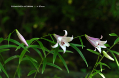 植物園の花102