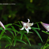 植物園の花102