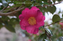 植物園の花033
