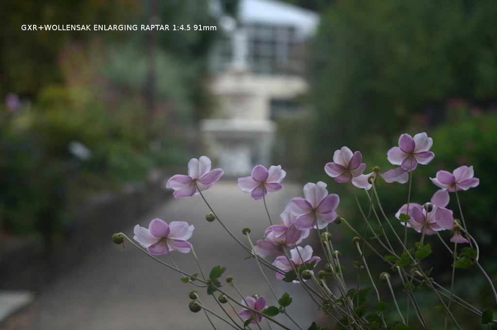 植物園の花014