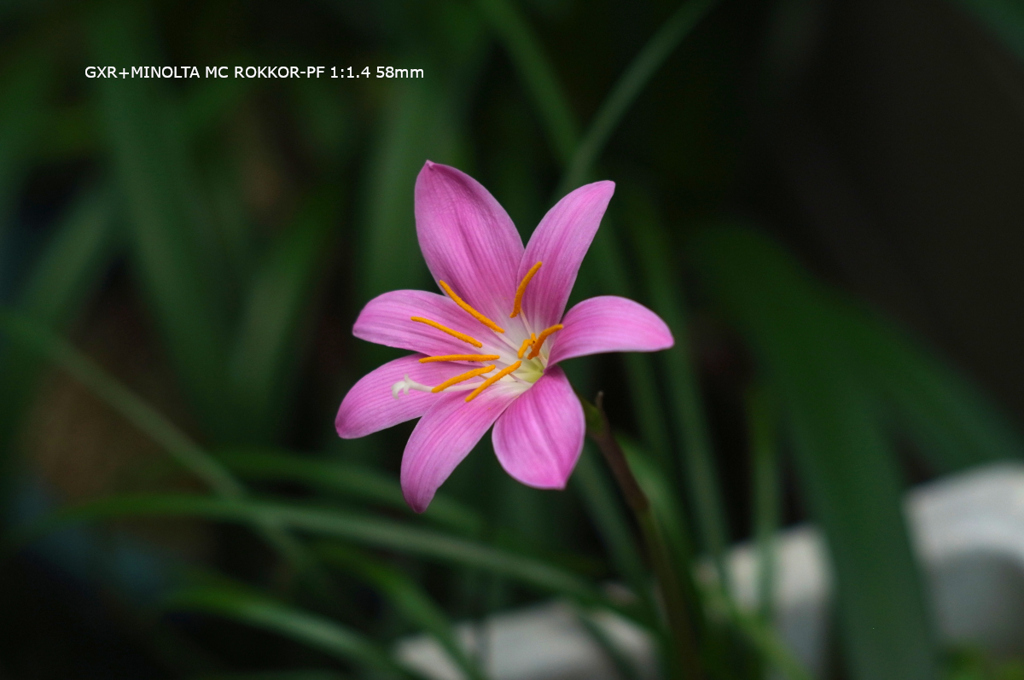 家の花096