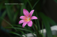 家の花096