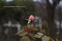 植物園の花044