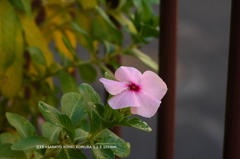 家の花009