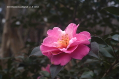 植物園の花028