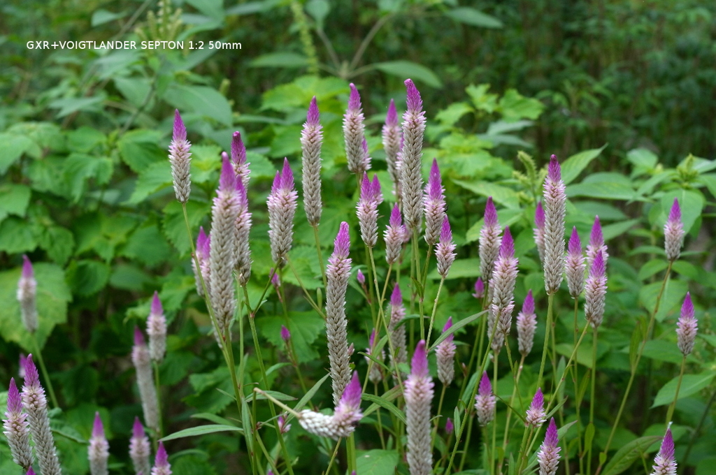 植物園の花011