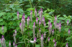 植物園の花011
