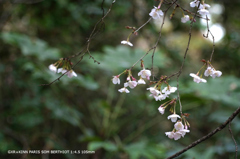 植物園の花066