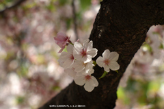 近くの公園の花026