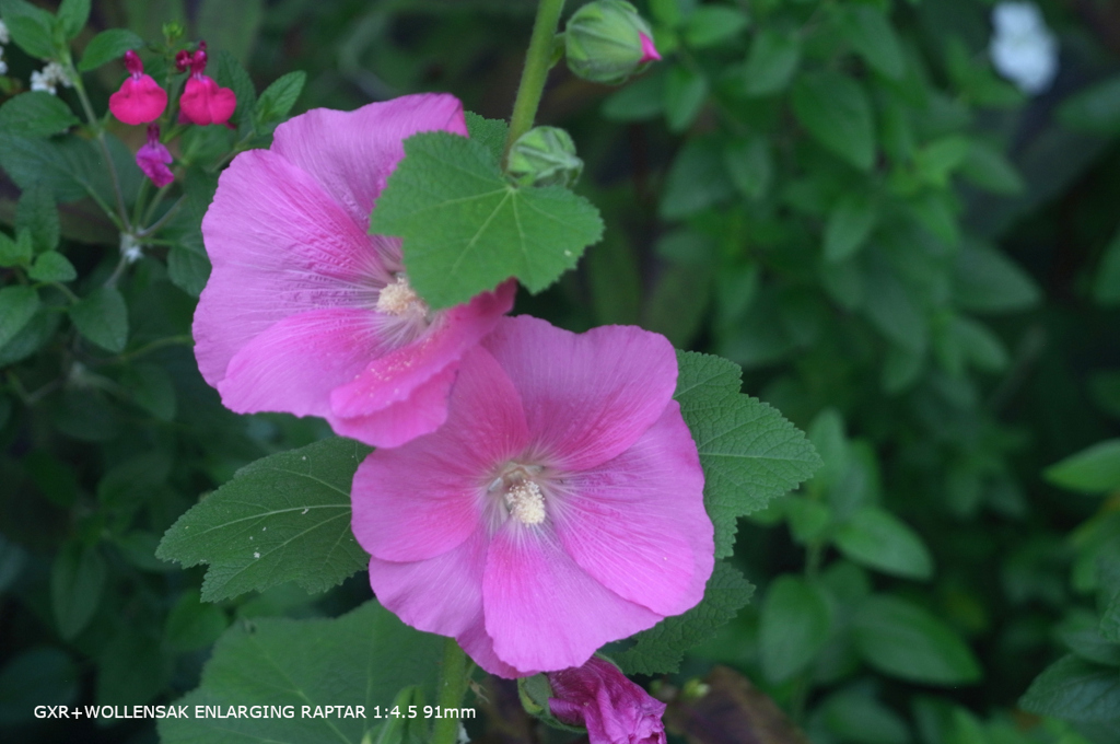 植物園の花121